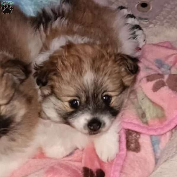 Sugar Plum- Toy, Pomeranian Puppy